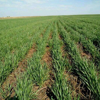 Новый продукт страхования озимых культур от недостатка влаги в почве представлен фермерам РК