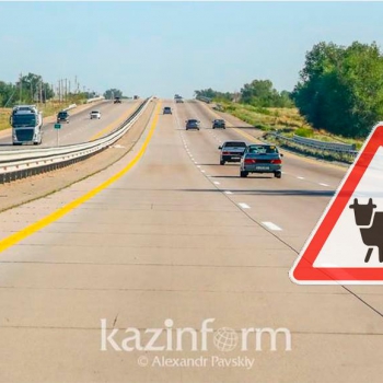 Светоотражающей аэрозолью планируется маркировать сельхозживотных в Казахстане