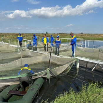 В Карагандинской области в реку Нура выпустят 300 тысяч мальков карпа