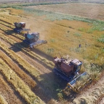 Рекордный урожай риса получат аграрии Южного Казахстана